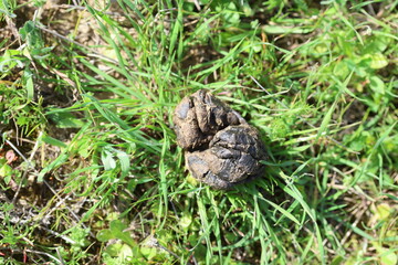 fresh sheep droppings on grass