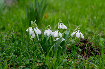 snowdrop flowers in the grass