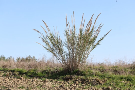 Tripidium ravennae  is a species of grass in the genus Tripidium.