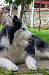 portrait of a dog husky