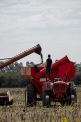 Joven de espalda sobre tractor controlando llenado de tolva con granos de girasol, campo argentino,...
