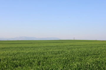 panoramic view of wheat field with blue sky