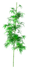 3D Rendering Bamboo Tree on White