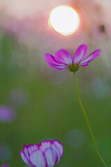 Pink white cosmos flower in close range with sunset in background	
