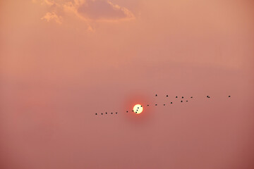 A silhouette bird flog is flying with orange twilight sky in background