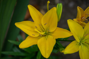 yellow lily in the garden