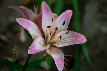 pink lily flower