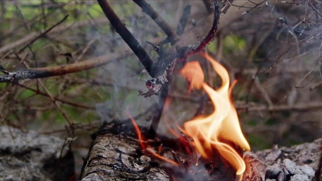 Abstract Oak Wood Bonfire in Flames Smoke and Ashes