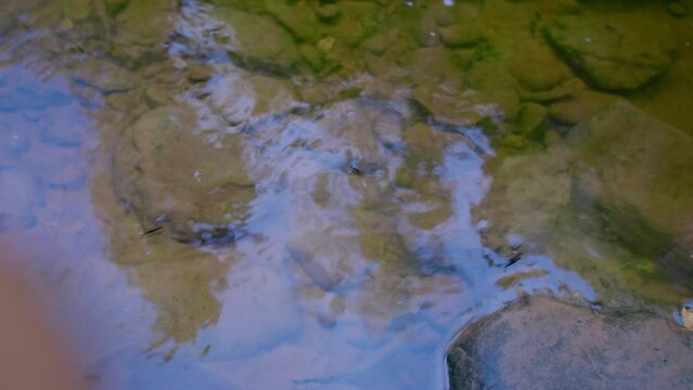 Crystal-clear river reflecting the sky with stones visible beneath the water. Water striders glide across the surface, creating a peaceful freshwater scene for ecology, wildlife and nature concepts.
