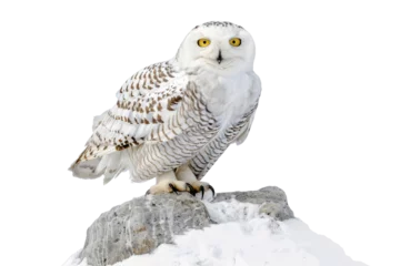 Poster A majestic snowy owl perched on a snow-covered rock isolated on white background. © mihrzn