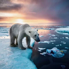 Foto op Plexiglas A Polar bear on the edge of the ice looking for food with plastic waste in the ocean all around © John