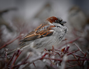 Urban sparrow on a bush in close-up.