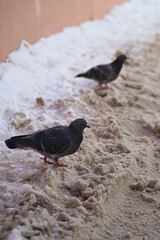 Two little pigeons are walking through the dirty snow.