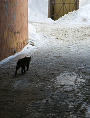 A cat walking by itself. A cat living on the street walks along a dark alley.
