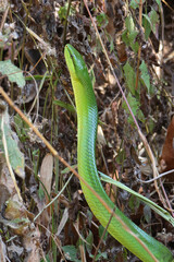 Big green snake in dry forest in summer Migrates down from the mountains to find water sources. During the summer in Thailand