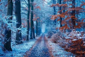 Poster Beautiful scenery of a pathway in a forest with trees covered with frost © Areesha
