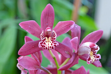 Pink Cymbidium, commonly known as a boat orchid, 'Chailey Red' in flower.
