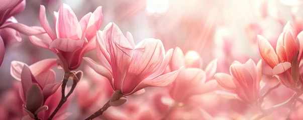Deurstickers beautiful, wonderful spring background with blooming magnolia branches. wallpaper. banner. © MK studio