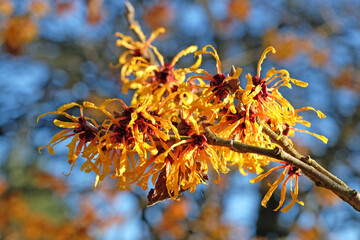 Yellow orange Hamamelis intermedia 'Harry', also known as witch hazel, in flower.