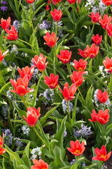 Early red small tulips in a flower bed