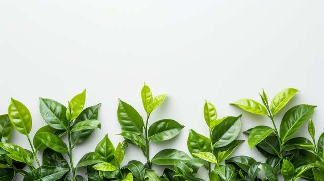 tea leaves on white background