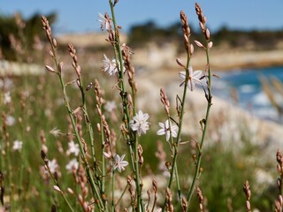 Blooming pollow-stemmed asphodel, onionweed, onion-leafed asphodel or pink asphodel (Asphodelus fistulosus) on a rocks at Mediterranian cost of Spain