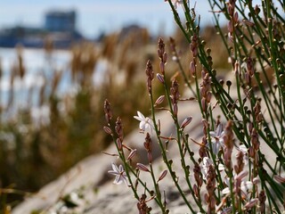 Blooming pollow-stemmed asphodel, onionweed, onion-leafed asphodel or pink asphodel (Asphodelus fistulosus) on a rocks at Mediterranian cost of Spain