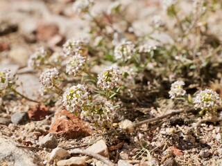 Flowers of sweet alyssum or sweet alison, alyssum, the Lobularia maritima (syn. Alyssum maritimum), Mediterranean sea cost of Spain