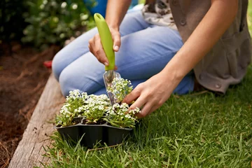 Poster Nature, flowers and human by plant for gardening, landscaping and growth outdoor in grass, soil or backyard. Sweet alyssum, shovel and gardener with vegetation in eco friendly container, box or herbs © MV/peopleimages.com