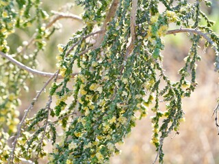 Thymelaea hirsuta, boalaga (Spanish), bufalaga (Catalan and geolectal Spanish), mitnan (Arabic) or...