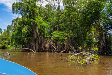 Mangrove, banyan tree and palm tree on bank of river Bentota Ganga, Sri Lanka. - 752280228