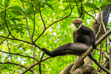 Monkey (gray langur) sits on branch in jungle. - 752280417