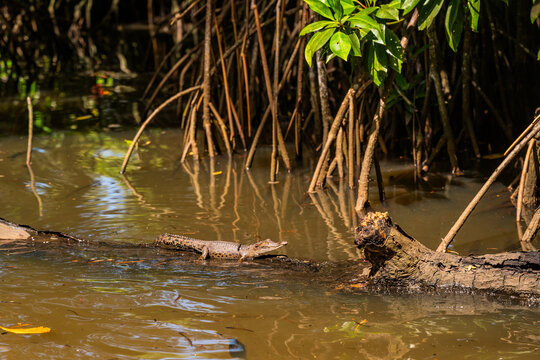 Young crocodile climbing on a log in water of Bentota Ganga river.