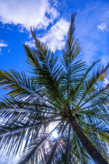 Palm tree and blue sky in tropical paradise, Sri Lanka. - 752280644