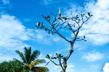 Bird heron sits on citrus tree, palm tree, blue sky in sunny day. - 752280679