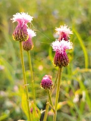 pink flower with white combination blurry background
