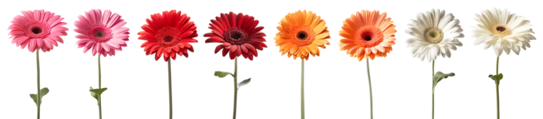Selbstklebende Fototapeten Collection set of hot pink red maroon orange white stalk of Gerber Gerbera Daisy daisies flower floral on transparent background cutout, PNG file. Mockup template artwork graphic design   © Sandra Chia