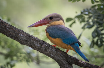 Stork-billed kingfisher childhood on the branch of a tree.