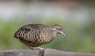 Barred Buttonquail on the ground animal portrait.