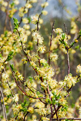 budding buds and leaves in early spring