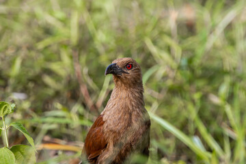 Andaman coucal close up shot animal portrait.