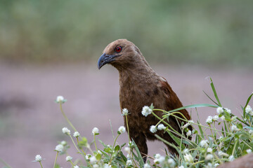 Andaman coucal close up shot animal portrait.