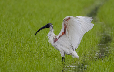 Black-headed Ibis .Bathing in a rice field furrow.