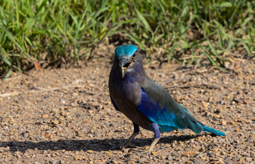  Indochinese roller close up shot animal portrait.