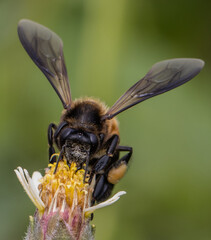Bee on flower in garden close up shot.