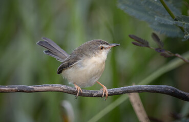 Plain Prinia on the branch animal portrait.