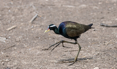 Bronze-winged Jacana on ground animal portrait.
