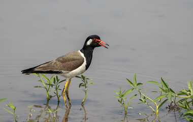 Red-wattled Lapwing on ground animal portrait.