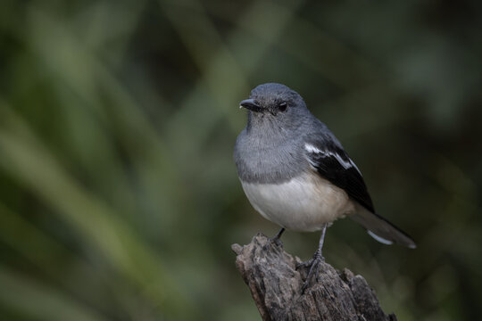 Oriental magpie robin on dly branch close up shot.