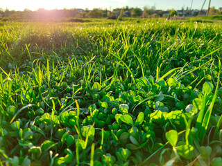 Green lawn close-up on sunset background
